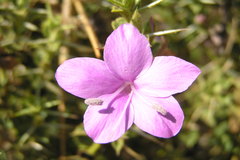 Barleria buxifolia